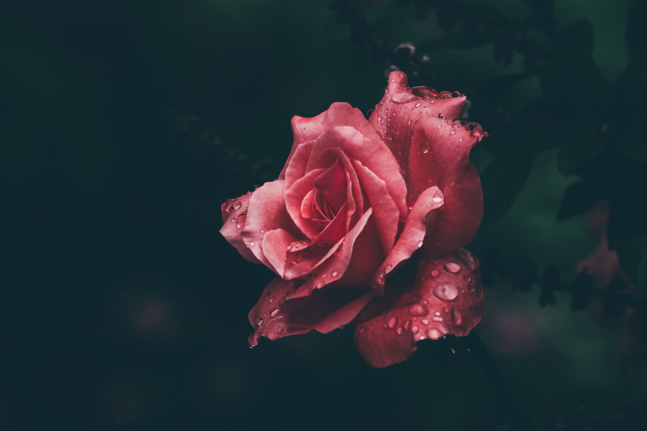 Macro Photography of Red Rose